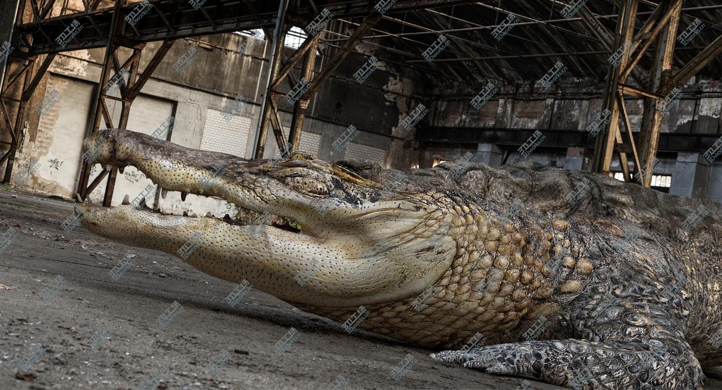 images/goods_img/20210319/3D Crocodile Rigged model/5.jpg